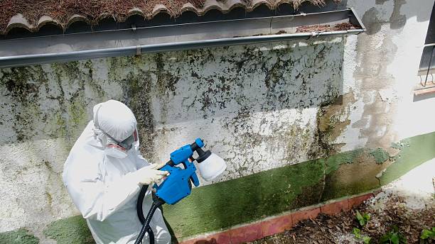 Top rated local Attic Mold Remediation specialists in Mercer Island, WA
